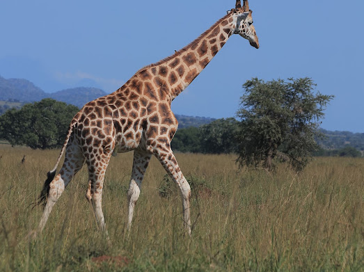 Kidepo National Park