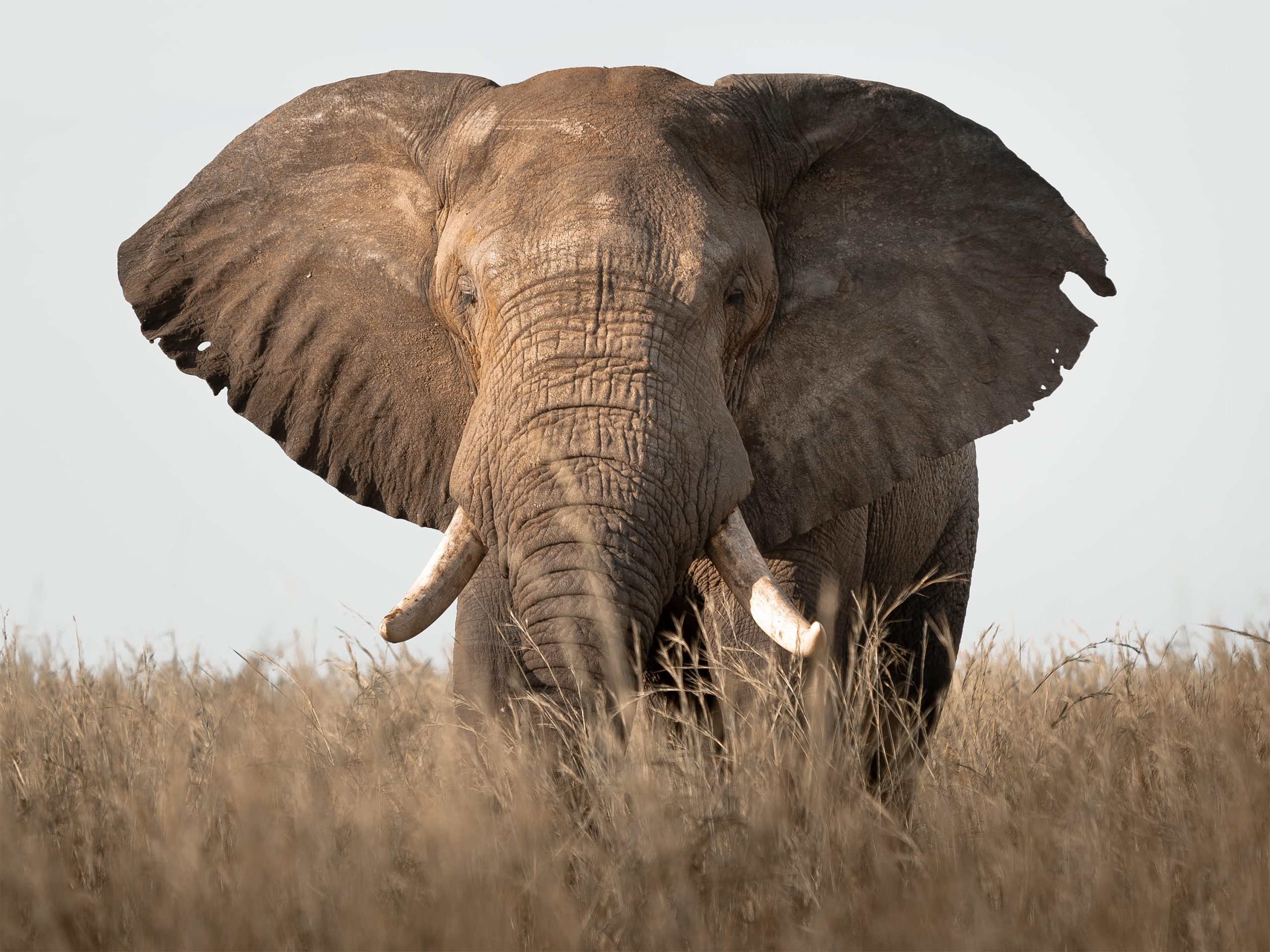 Semliki wildlife