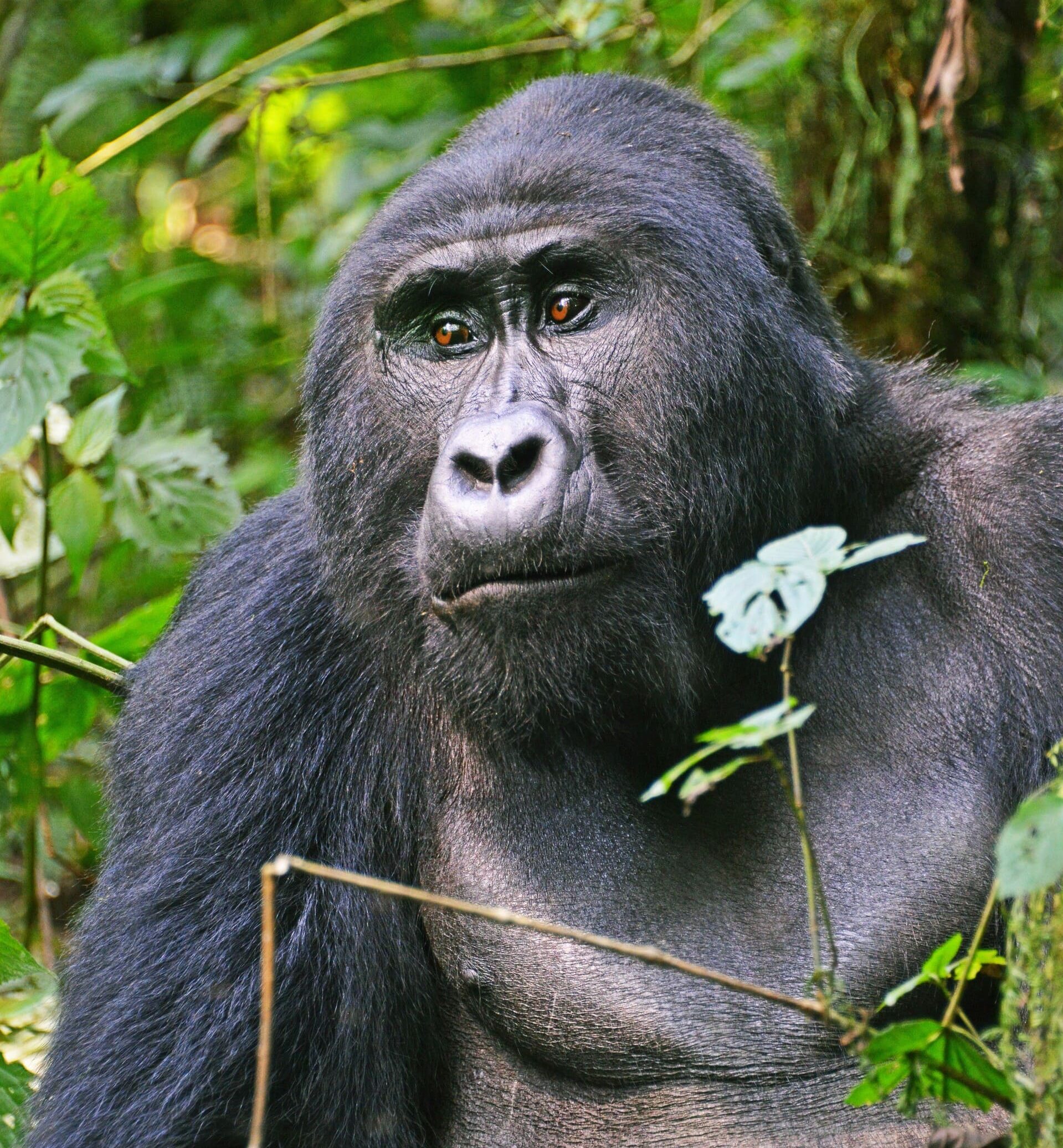 Gorilla trekking