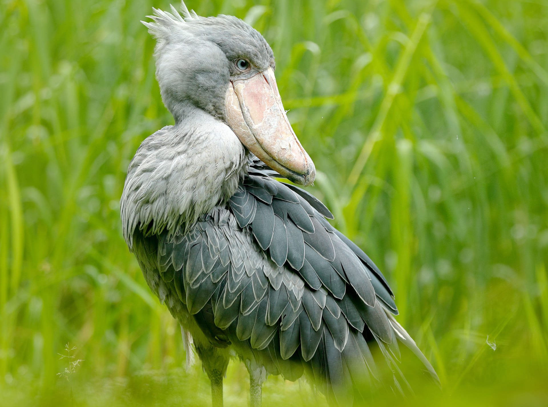 Pian Upe Wildlife Reserve