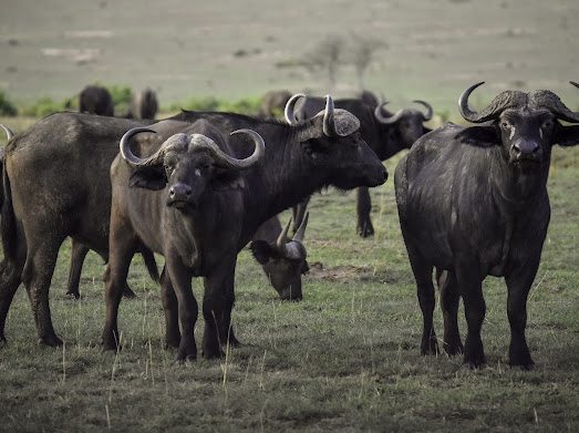 Murchison Falls National Park